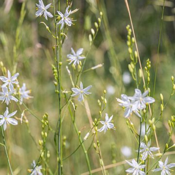Anthericum liliago