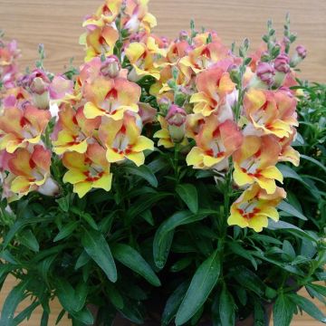 Antirrhinum Fruit Salad Up Apricot