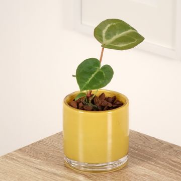 Anthurium Dorayaki × magnificum