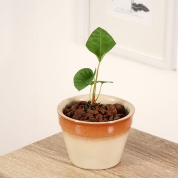 Anthurium magnificum × Dark Phoenix