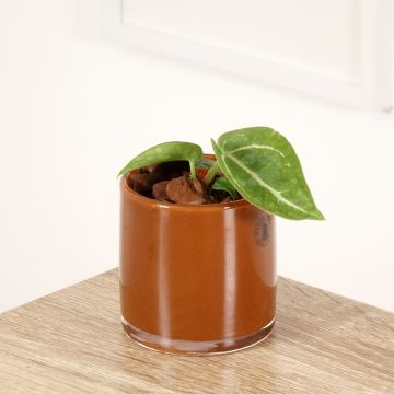 Anthurium crystallinum