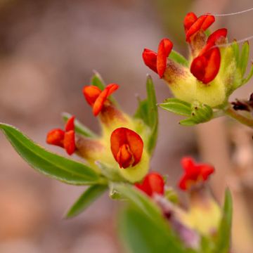 Anthyllis vulneraria var. coccinea