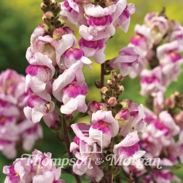 Antirrhinum nanum Bronze Dragon em sementes