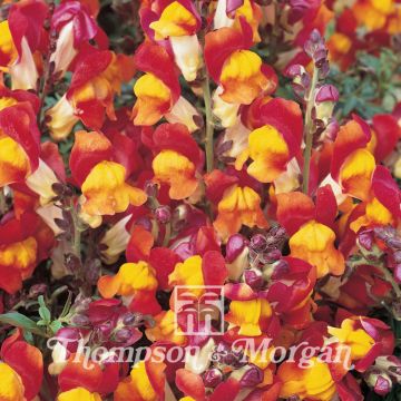 Antirrhinum nanum Rembrandt em sementes
