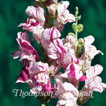 Antirrhinum Purple Twist F1 em sementes