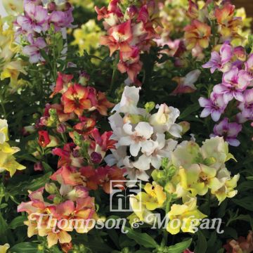 Antirrhinum Reminiscent Mixed F1 Hybrid em sementes