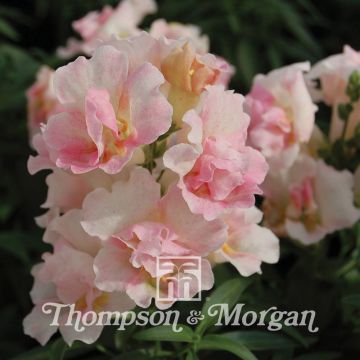 Antirrhinum nanum Twinny Appleblossom F1 Hybrid em sementes