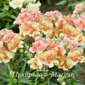 Antirrhinum nanum Twinny Peach F1 Hybrid em sementes