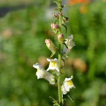 Antirrhinum braun-blanquetii - Bocas-de-lobo-de-trás-os-montes