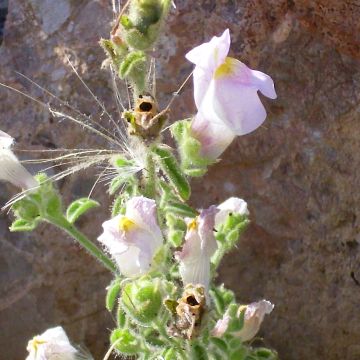 Antirrhinum hispanicum