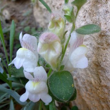Antirrhinum molle