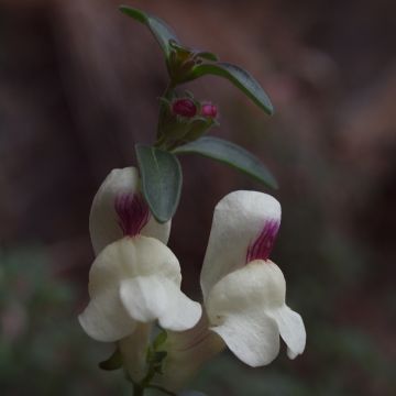 Antirrhinum sempervirens