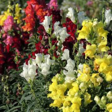 Antirrhinum Rainbow em sementes Antirrhinum Rainbow em sementes