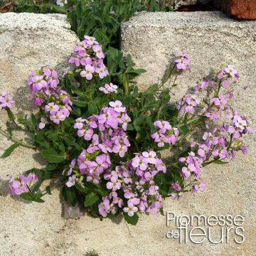 Arabis caucasica Rosea