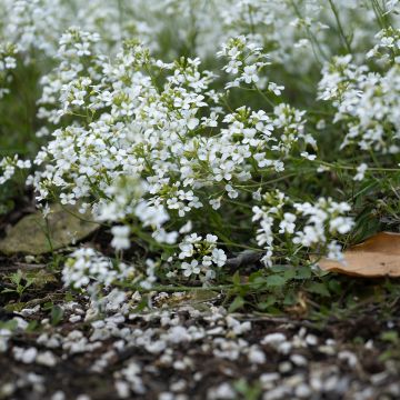 Arabis ferdinandi coburgii Arabis ferdinandi coburgii