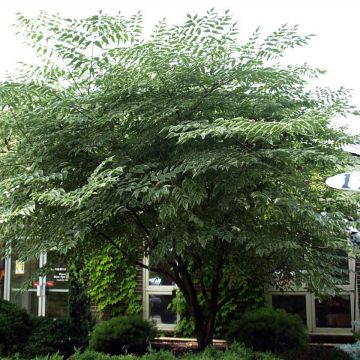 Aralia elata Silver Umbrella