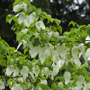 Davidia involucrata