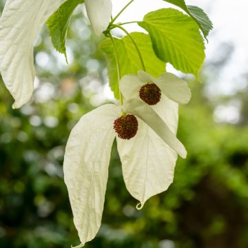 Davidia involucrata var. vilmoriniana