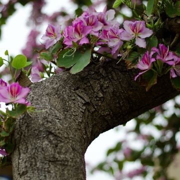 Bauhinia variegata