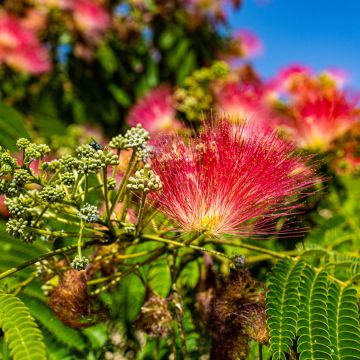 Albizia julibrissin Rouge de Tuilière