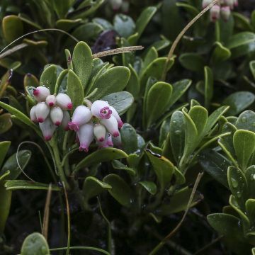 Arctostaphylos uva