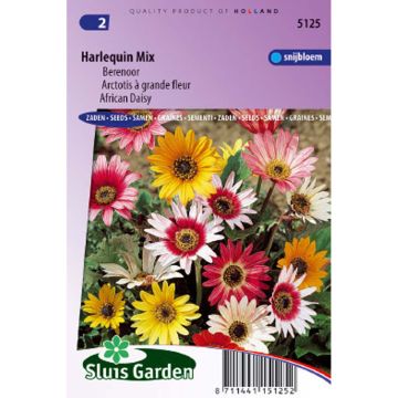 Arctotis acaulis Harlequin em sementes