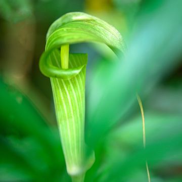 Arisaema erubescens Arisaema erubescens