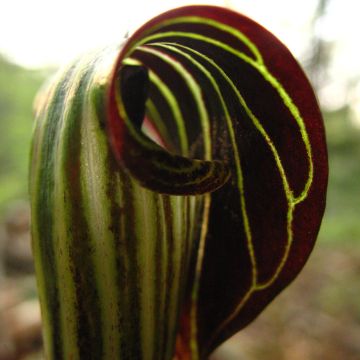 Arisaema griffithii