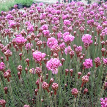 Armeria maritima Vesuvius