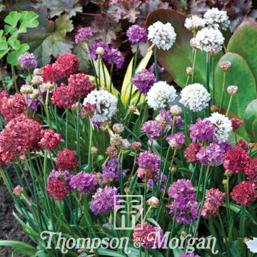 Armeria pseudarmeria Ballerina Mixed em sementes