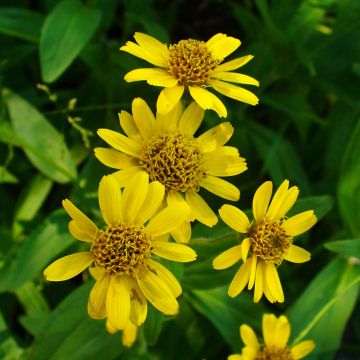 Arnica chamissonis