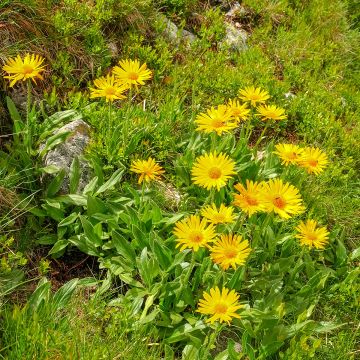 Arnica Bio - Arnica montana
