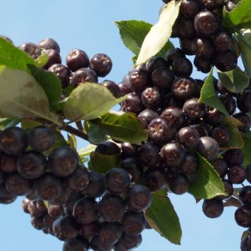 Aronia prunifolia Nero - Arónia de frutos grandes
