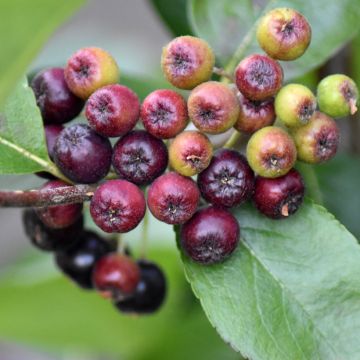 Aronia prunifolia Nero - Arónia de frutos grandes Aronia prunifolia Nero - Arónia de frutos grandes