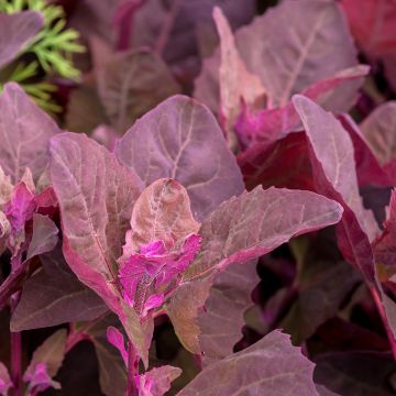 Erva armola vermelha