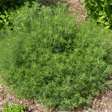 Artemisia abrotanum