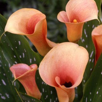 Calla Auckland