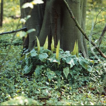 Arum maculatum