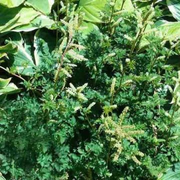 Aruncus aethusifolius