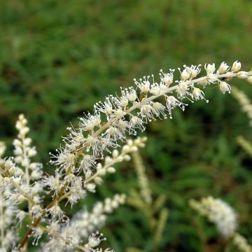 Aruncus dioicus Kneiffii