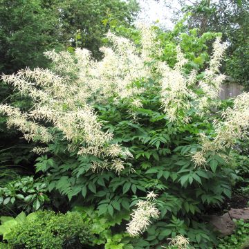Aruncus sinensis Zweiweltenkind