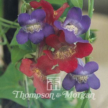 Asarina antirrhiniflora Mixed em sementes