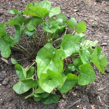 Asarum arifolium