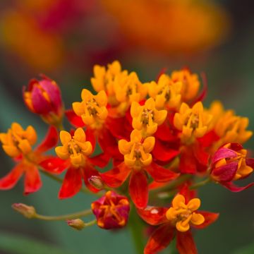 Asclepias curassavica