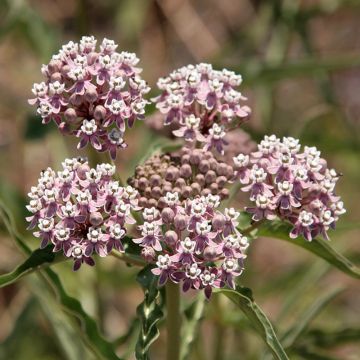 Asclepias fascicularis