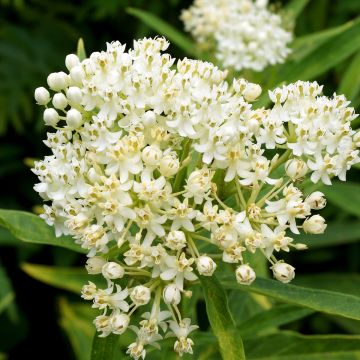 Asclepias incarnata Ice Ballet Asclepias incarnata Ice Ballet