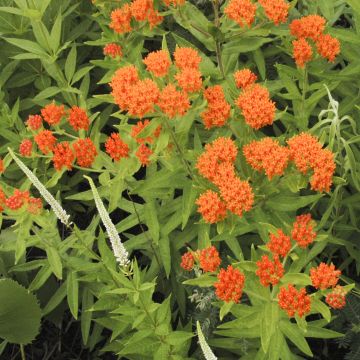 Asclepias tuberosa