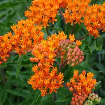 Asclepias tuberosa Asclepias tuberosa