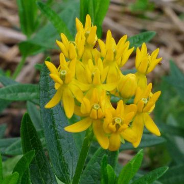 Asclepias tuberosa Hello Yellow