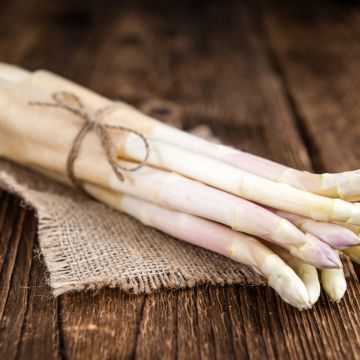 Espargos Emma em cachos